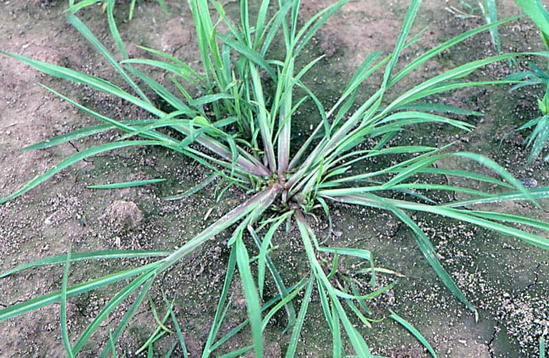 Barnyard grass (Echinochloa crus-galli)