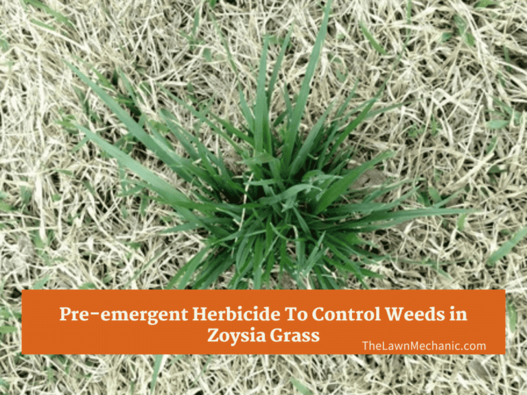 Pre-emergent Herbicide To Control Weeds in Zoysia Grass