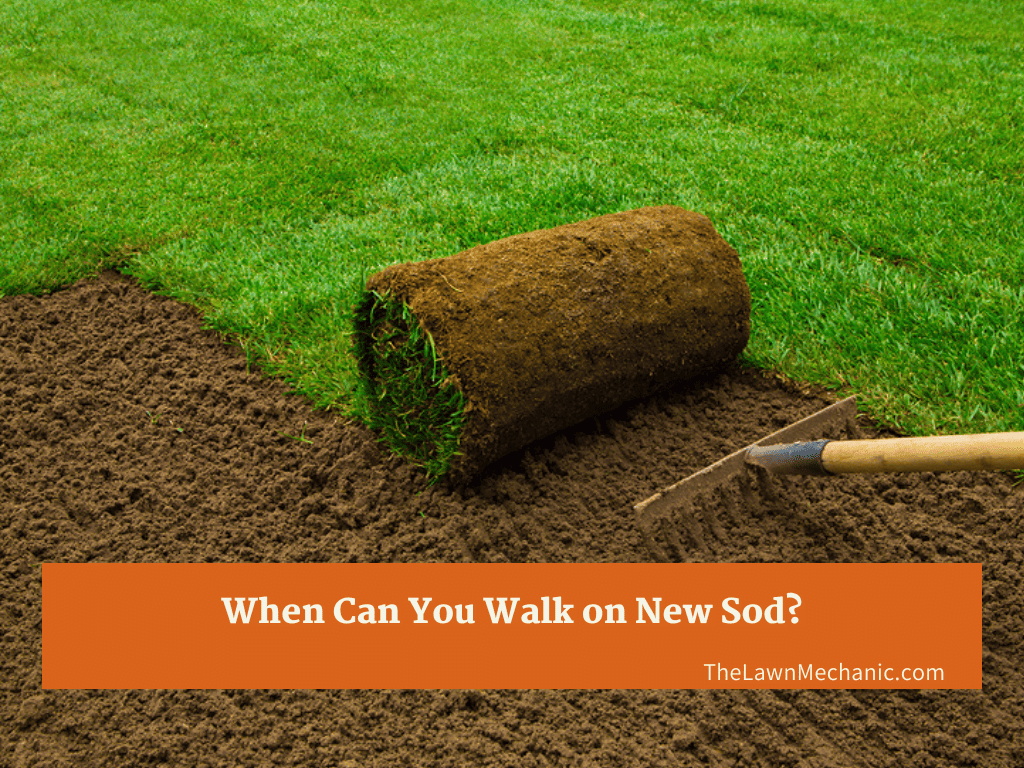 when-you-can-walk-on-new-sod